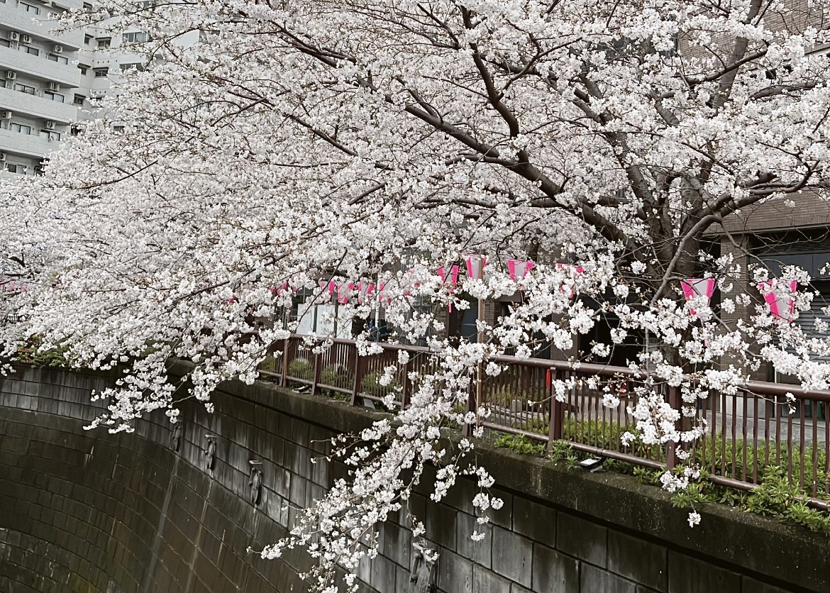 目黒川の桜並木🌸 | ダイハツ東京